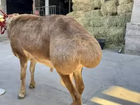 मेढ़ा, भेड़ — फ़ोटो 4