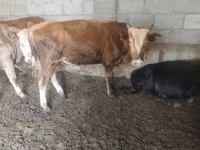 公牛, Simmental cattle — 照片 6