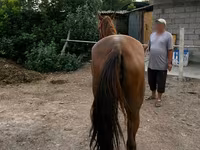 母马, Canadian horse breed — 照片 3