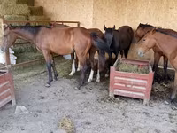 公马, Horses — 照片 2