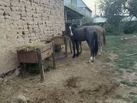 公马, Friesian sport horse — 照片 2