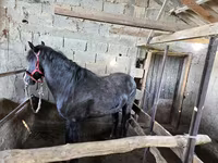 Horse (M), Horses — photo 6