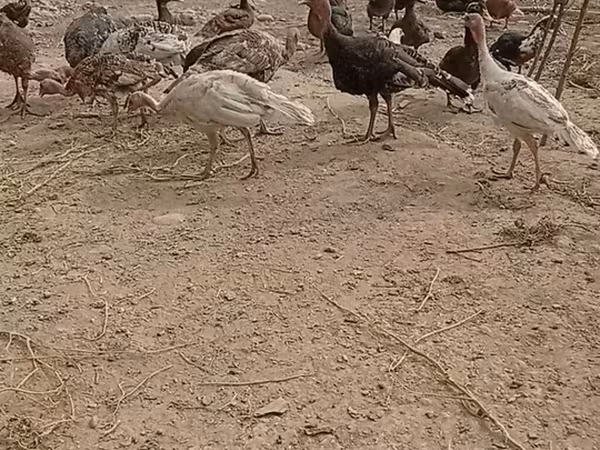 青铜色