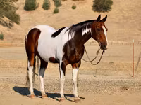 घोड़ा, National Show Horse — फ़ोटो 6