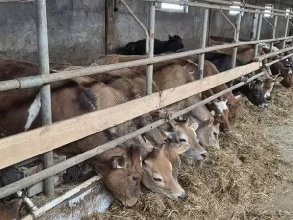 母牛, Holstein breed