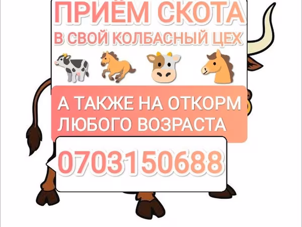 گاو