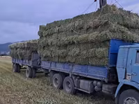 Сено в тюках (пресс-подборщик, стандартный прямоугольный тюк). - — photo 2