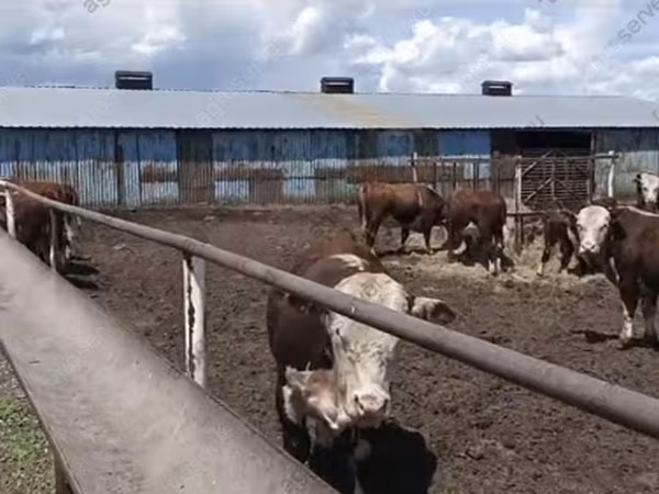 公牛, Kazakh White-headed cow