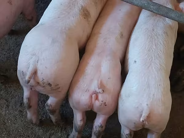 नर सूअर, सूअर