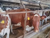 Toro, Raza Holstein — foto 3