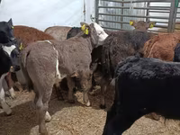 Bull, Cattle — photo 3