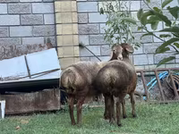 Oveja, Arashan sheep — foto 5
