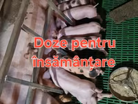 Eber, Schweine — Foto 1
