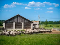 Ram, Romanov sheep — photo 3