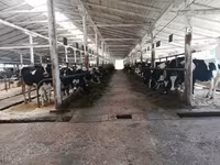 母牛, Swiss cattle — 照片 3