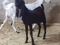 बकरी, Kamori goats — फ़ोटो 4