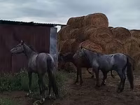 公马, Horse breed — 照片 4