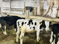 公牛, Holstein breed — 照片 5