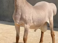 كبش, Rhon sheep — الصورة 1