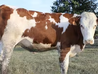 Cow, Montbéliarde — photo 3
