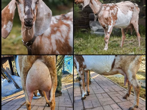 母山羊, Nubian Goat