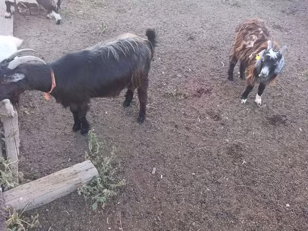 公山羊, Goats — 哈萨克斯坦
