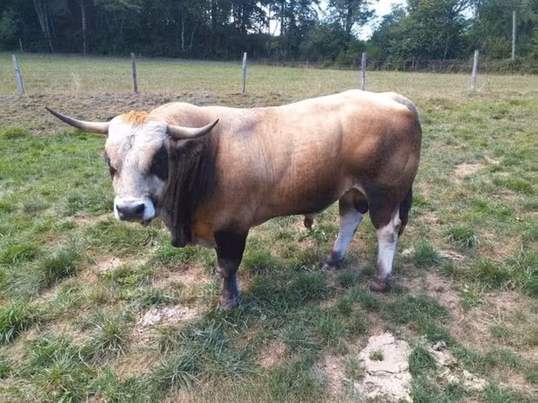 Bull, Aubrac cattle
