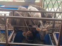 Cow, Simmental cattle — photo 1