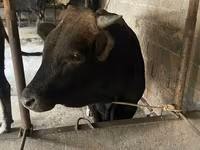Toro, Ganado vacuno — foto 7