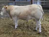ثور, Blonde d’Aquitane cattle — الصورة 1