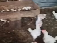 Chickens — photo 4