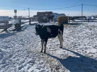 母牛, Russian Black pied cattle — 照片 3