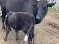 Cow, Cattle — photo 2