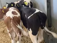 母牛, Cattle — 照片 3
