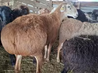 公羊, Arashan sheep — 照片 3