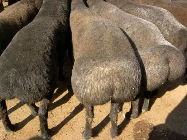 公羊, Sheep — 哈萨克斯坦