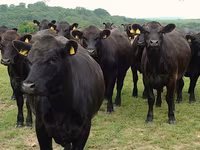 गाय, Swiss cattle — फ़ोटो 6