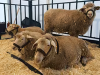 母羊, Kuibyshev sheep — 照片 3