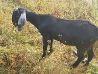 母山羊, Nubian Goat — 照片 1