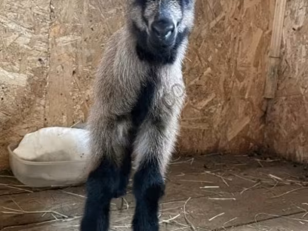 公山羊, Czech Brown Shorthaired goats — 俄罗斯