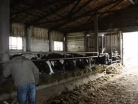 母牛, Cattle — 照片 1