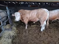 公牛, Blonde d’Aquitane cattle — 照片 4