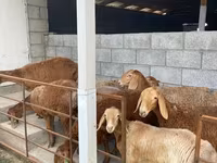 母羊, Sheep — 照片 4