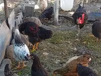 Chickens — Foto 6