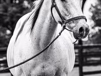 घोड़ा, National Show Horse — फ़ोटो 4