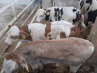 公牛, Simmental cattle — 照片 2