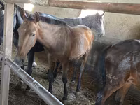 Horse (M), Horses — photo 2