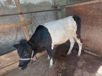 母牛, Cattle — 照片 3