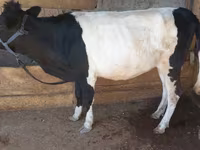 母牛, Cattle — 照片 1