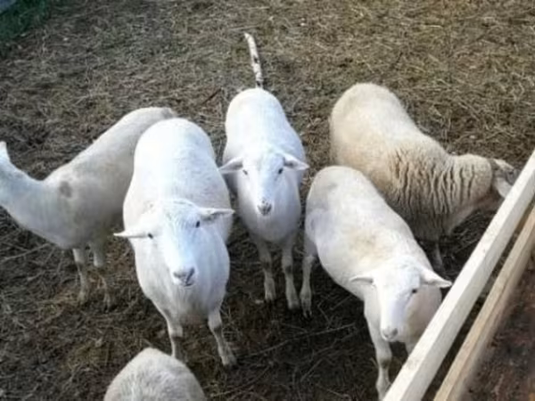 公羊, Katum sheep